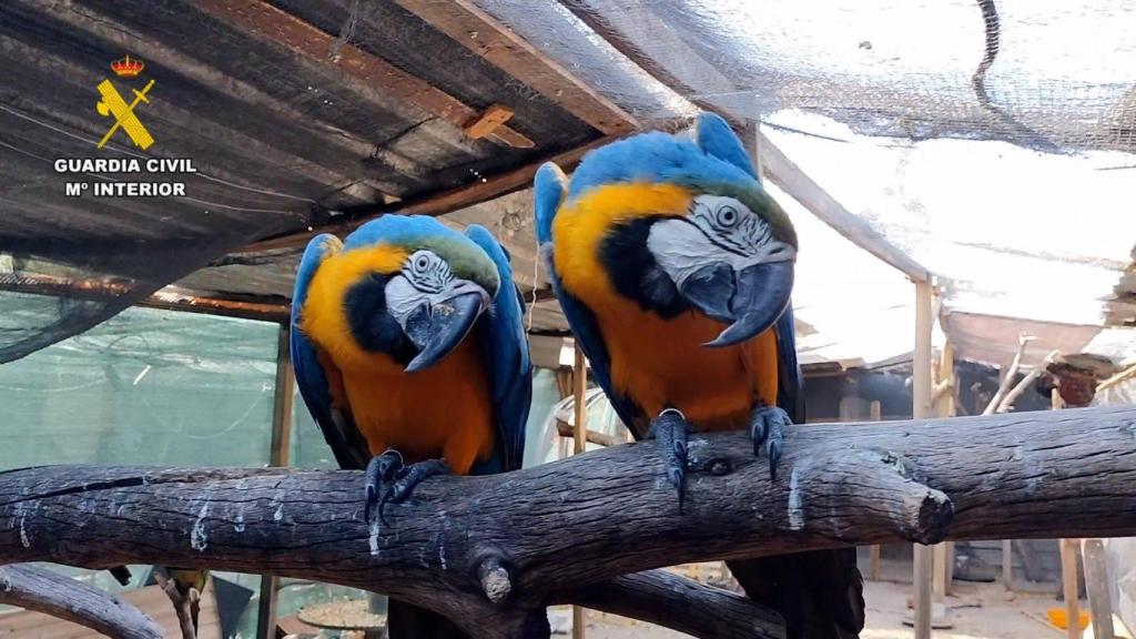 Uno de los ejemplares intervenidos.