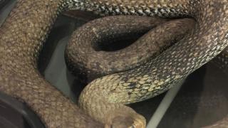 La Policía Local localiza una culebra de tres metros en el motor de un coche en Valencia