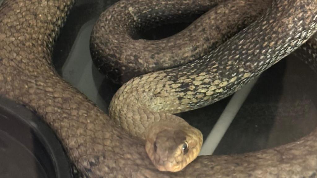 La Policía Local localiza una culebra de tres metros en el motor de un coche en Valencia