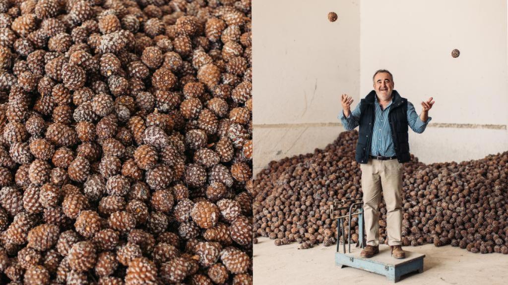 se dedica a la producción del piñón desde hace un año.