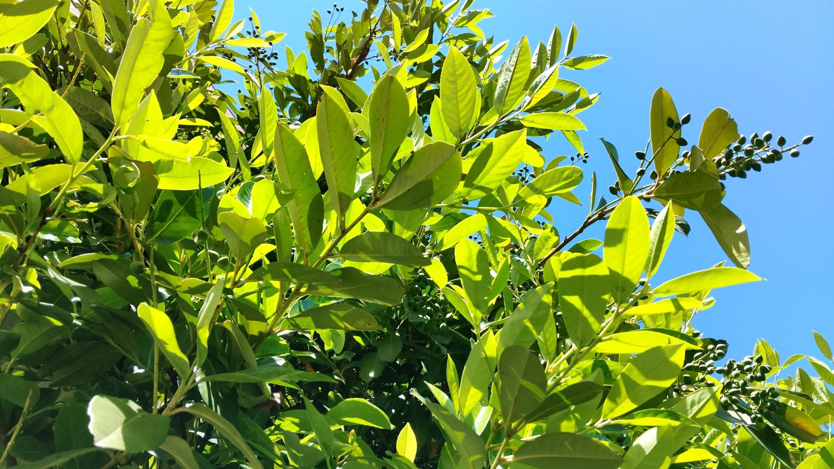 Imágenes tomadas con el Nubia Neo 3 GT