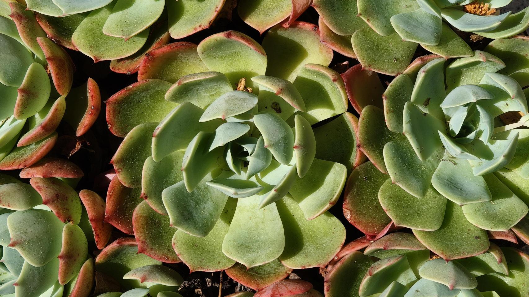 Fotografías tomadas con el realme GT 7 Dream Edition