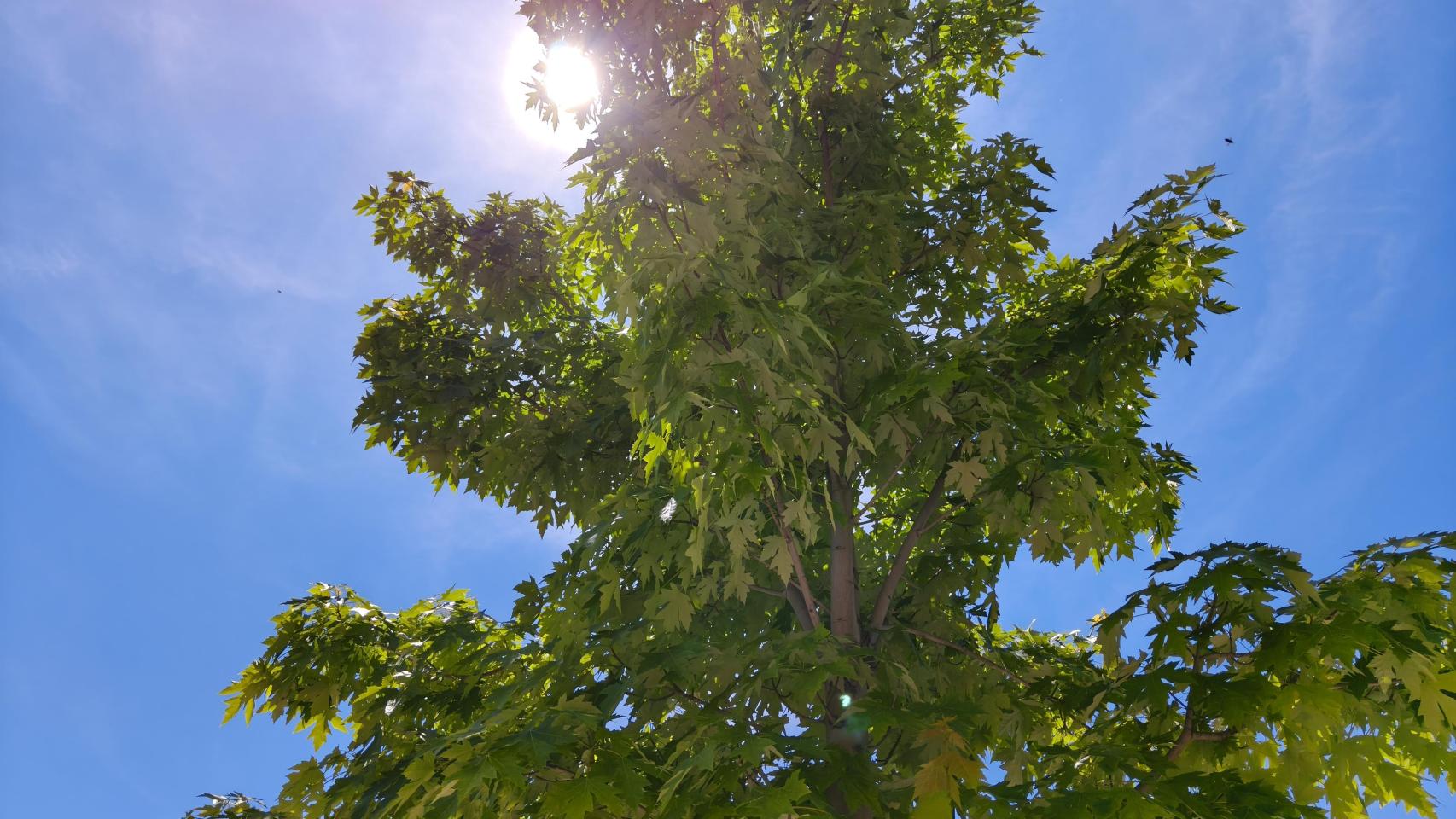 Fotos hechas con el realme GT 7T