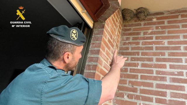 Un guardia civil señalando los nidos