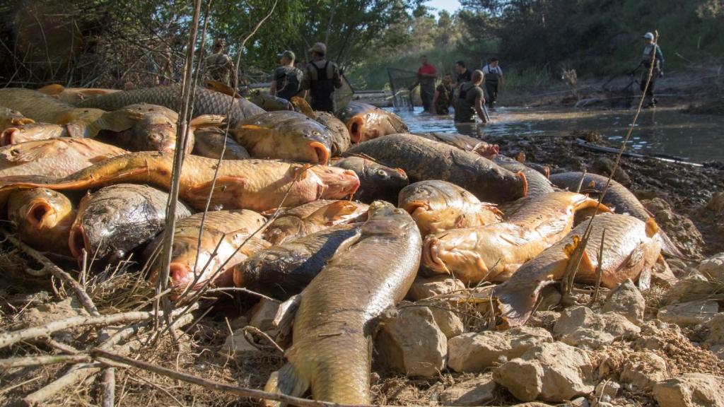 Imagen de peces muertos con varios voluntarios en el fondo.