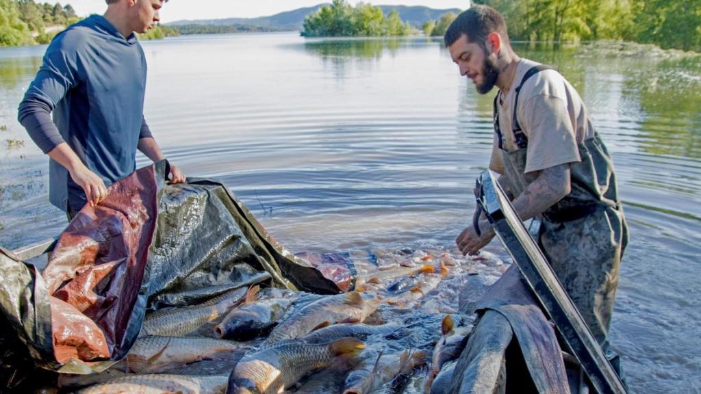 Voluntarios recogiendo peces en el canal que une Entrepeñas y Buendía.