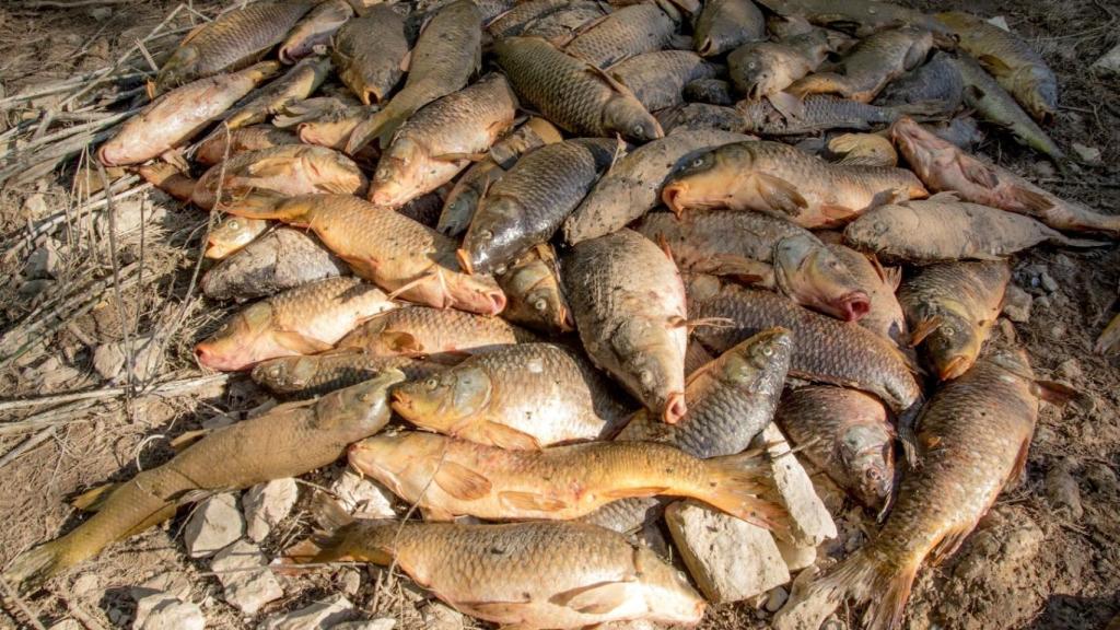 Ejemplares de peces muertos.