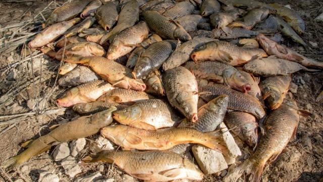 Ejemplares de peces muertos.