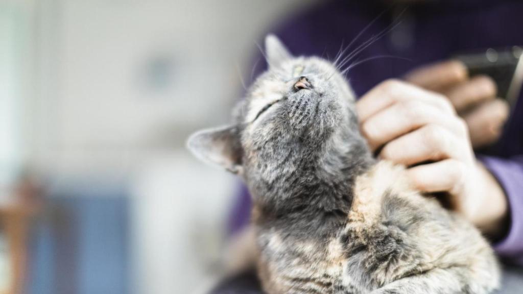 Un gato ronroneando.