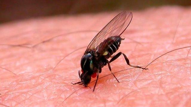 Así es la plaga de mosca negra que golpea a Madrid: mordeduras, riesgos de infección y zonas  más afectadas