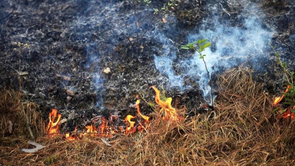 Quemas forestales.
