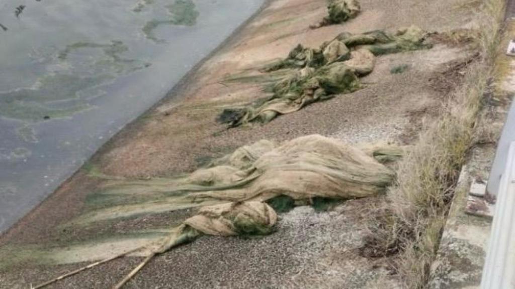 Las algas de los lagos Penélope, en Zaragoza.