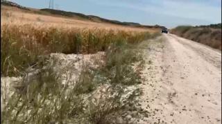 Campo de Farlete afectado por la langosta