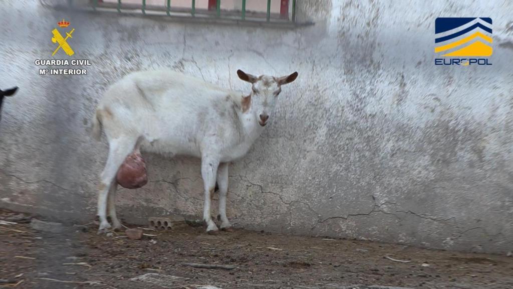 Esta cabra con un tumor en su vientre fue encontrada en uno de los mataderos.