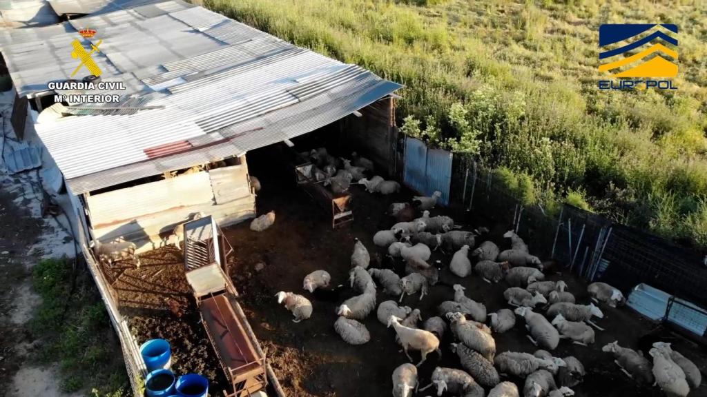 Imagen de una de las explotaciones clandestinas de la operación Pox