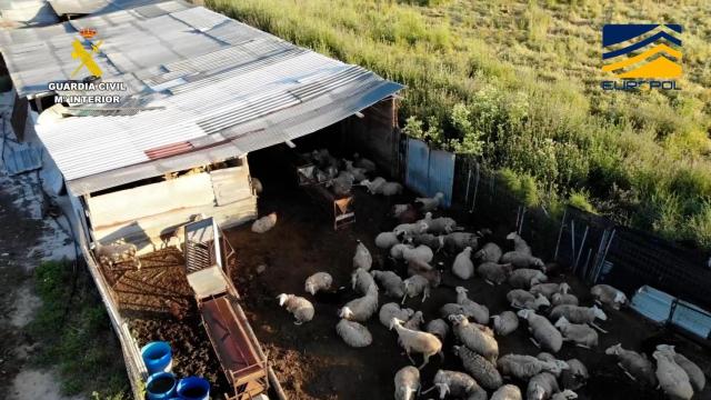 Imagen de una de las explotaciones clandestinas de la operación Pox