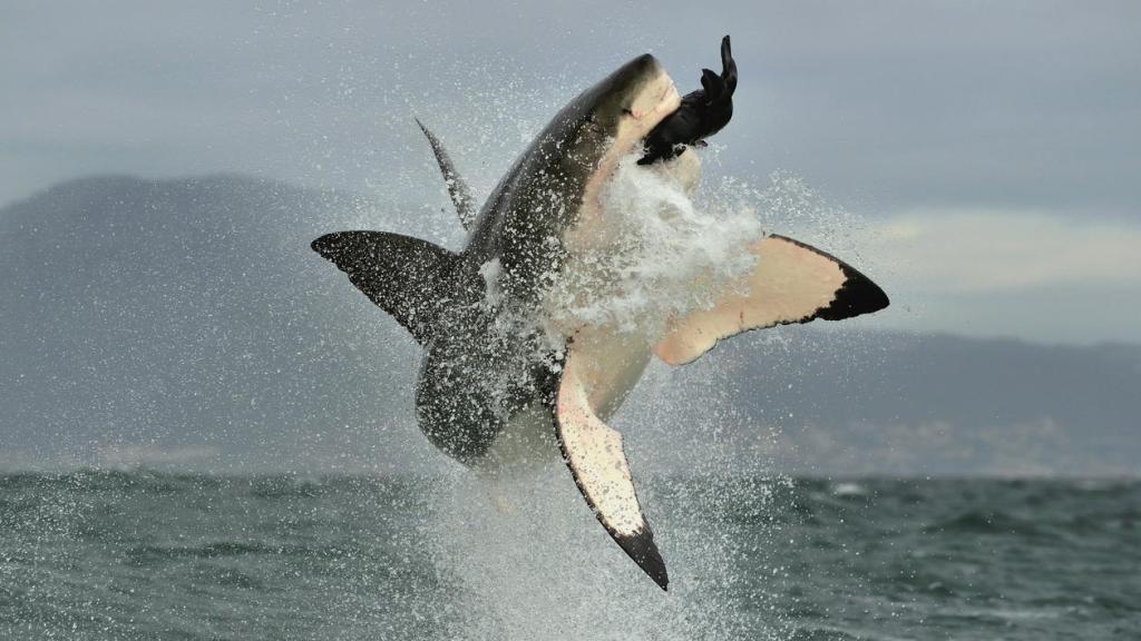 Un tiburón blanco salta para cazar una foca en el aire.