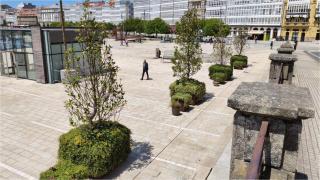 Las magnolias de los Cantones de A Coruña se trasladan al Parrote debido a las obras