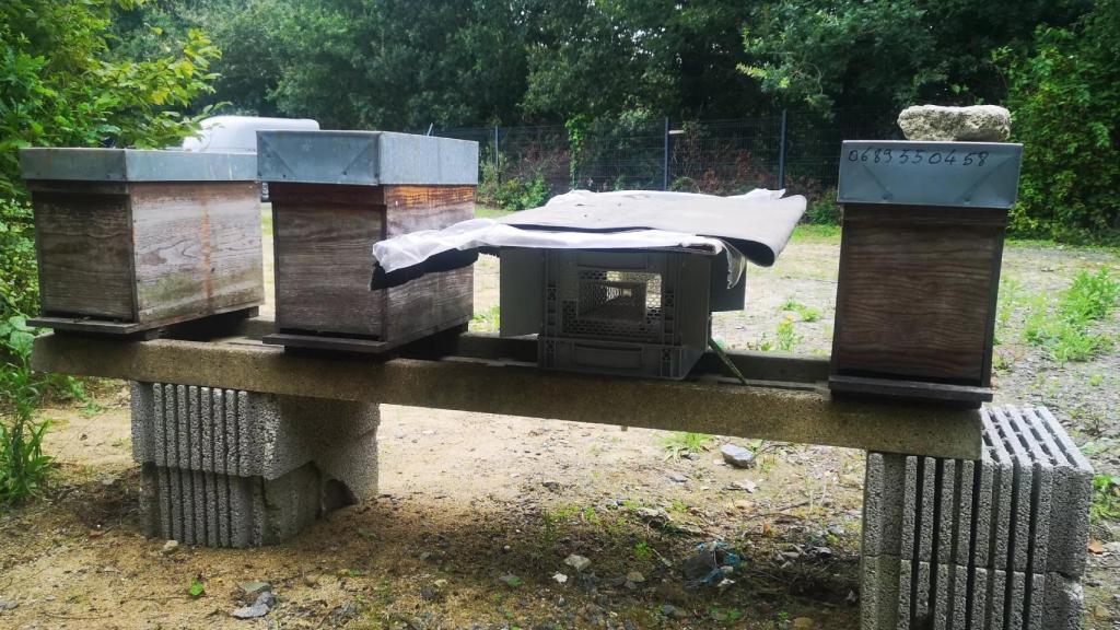 La trampa Eureka rodeada por cajas de colmena de abejas.