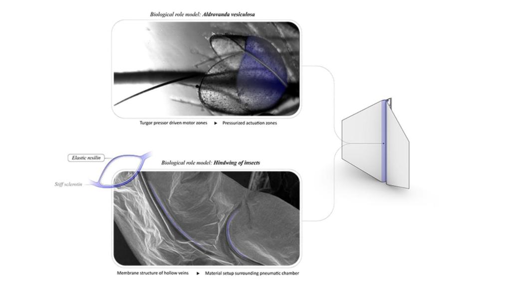 Inspiración biomimética de FlectoLine