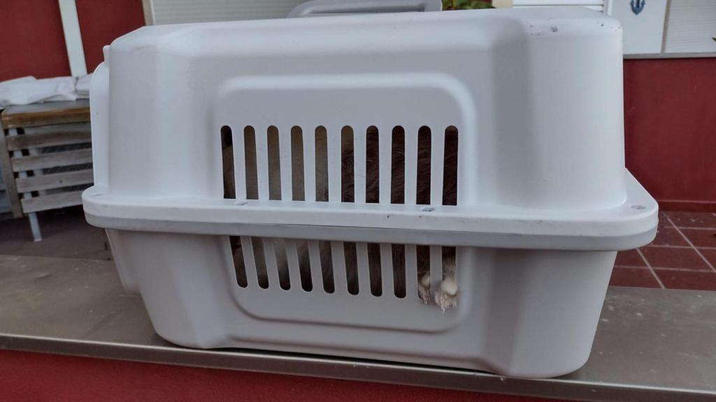 Los bomberos rescatan un gato que cayó desde un tercer piso en Boiro.