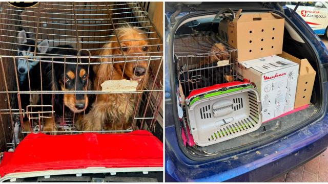 Así se encontraban los cachorros y los gallos en el interior de un vehículo en Zaragoza