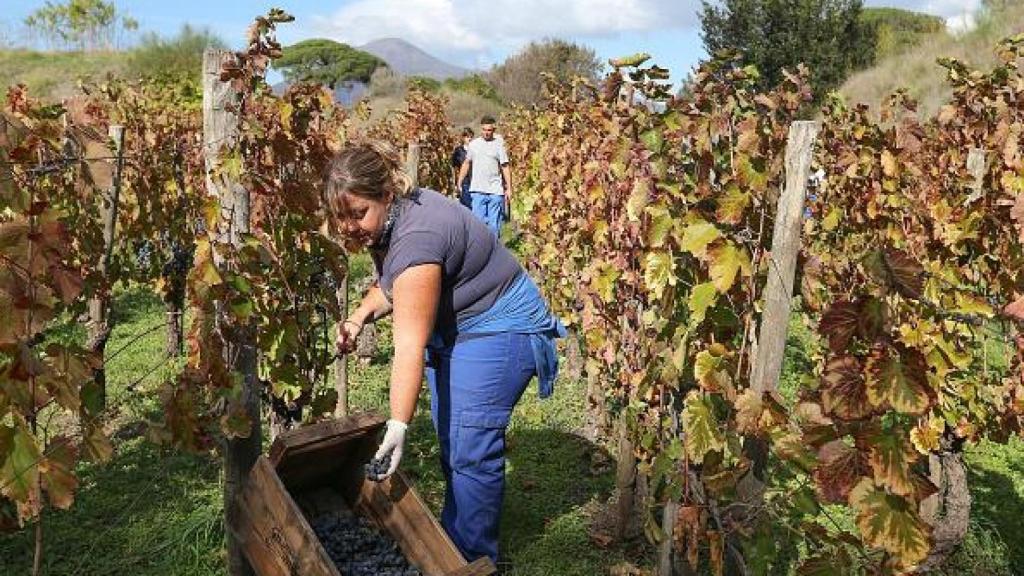 Mujer recogiendo viña.