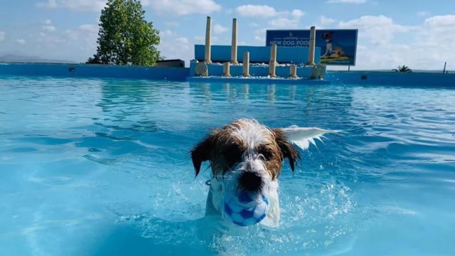 Uno de los clientes perrunos de Worldog en Alicante