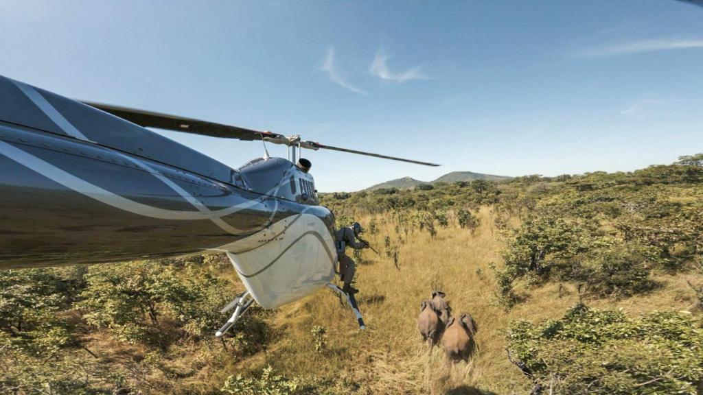 Desde este helicóptero se anestesió a los elefantes, antes de implantarles los collares. El piloto vino desde Suráfrica y tenía más de cuarenta años de experiencia en este tipo de trabajos.