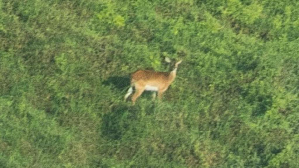 Esta es la única fotografía que se ha logrado tomar del 'lechwe Upembe', un raro antílope de cuya supervivencia se dudaba hasta no hace demasiado.
