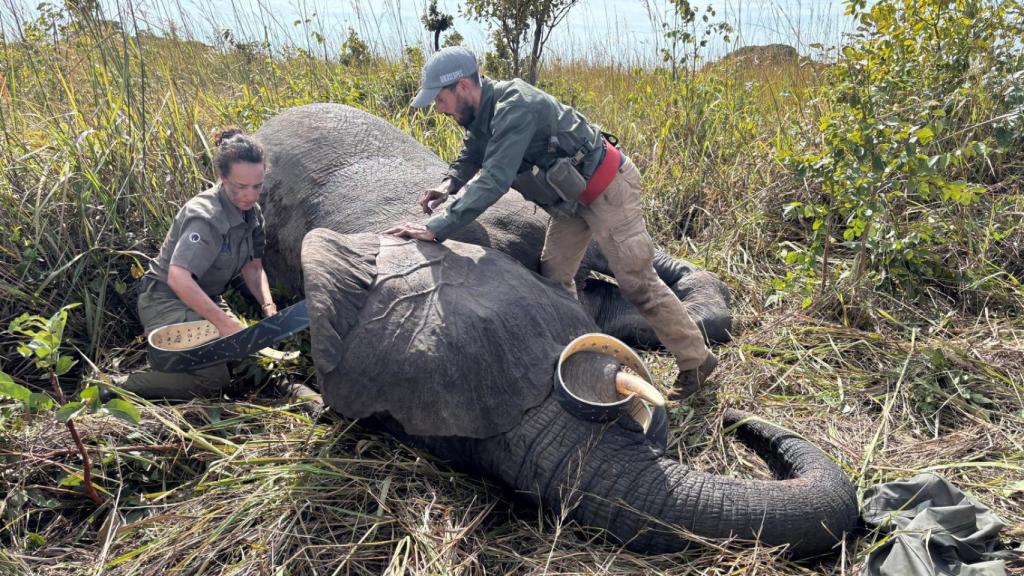 Tina, junto al veterinario Richard Harvey, implantando un collar en uno de los pocos elefantes que sobreviven en esa región del Congo.