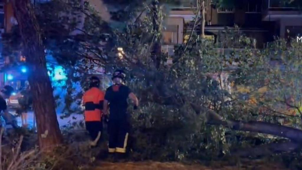 Caída de un árbol en la plaza San Vicente de Paul, en el barrio de Carabanchel.