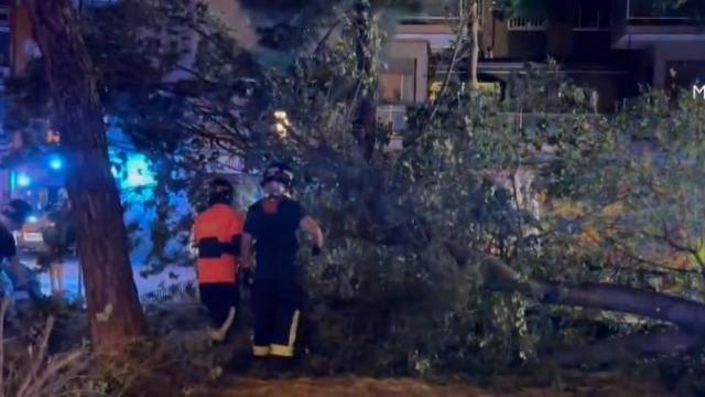 Caída de un árbol en la plaza San Vicente de Paul, en el barrio de Carabanchel.