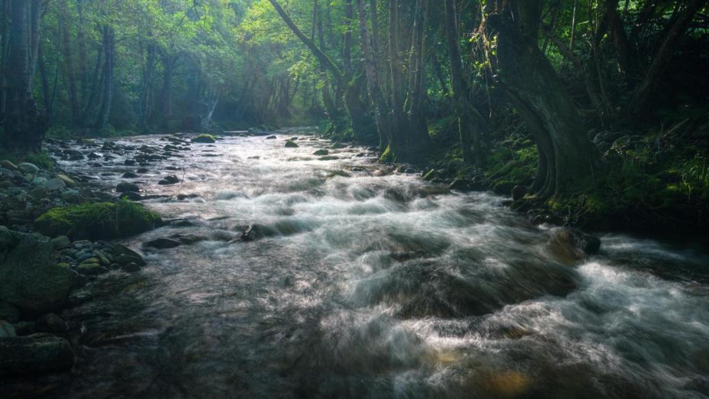 Río Navia entre bosques