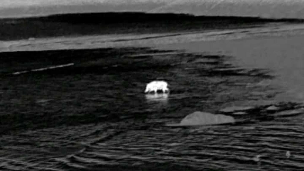 Jabalí en Domaio, en Moaña (Pontevedra)