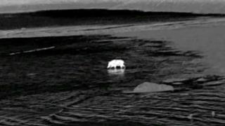 Jabalí en Domaio, en Moaña (Pontevedra)