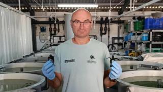 El veterinario Fernando Escribano sostiene dos crías de tortuga boba en la Estación de Acuicultura Marina de las Salinas de San Pedro (Murcia).