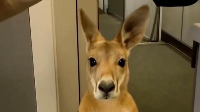 Canguro de una captura del vídeo.