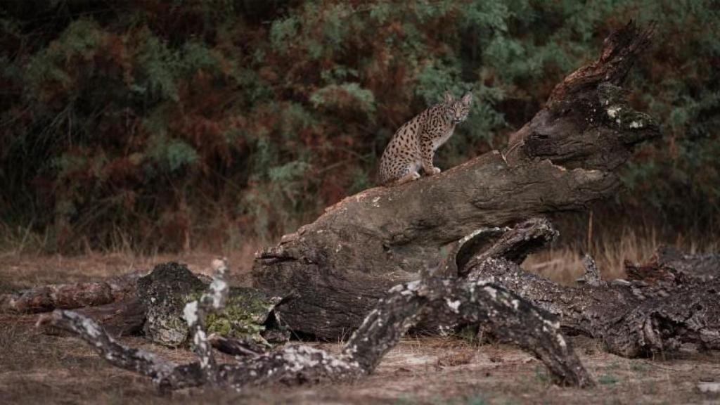 Un lince ibérico en el documental 'Doñana'. Foto: Wanda visión