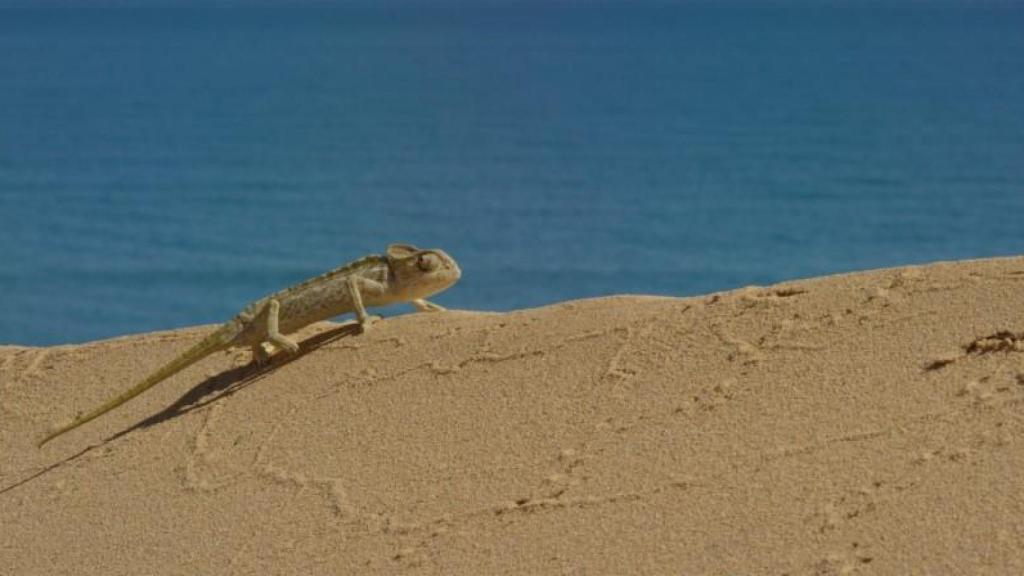 Un camaleón en el documental 'Doñana'. Foto: Wanda visión