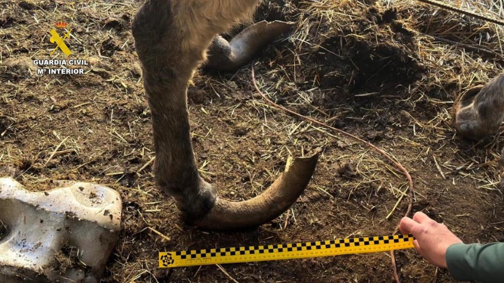 Imagen de cascos de un burro encontrado en una finca del ganadero investigado