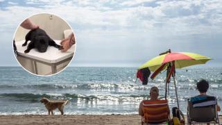 Detenida una mujer por sumergir a su perro hasta ahogarlo en una playa de Alicante