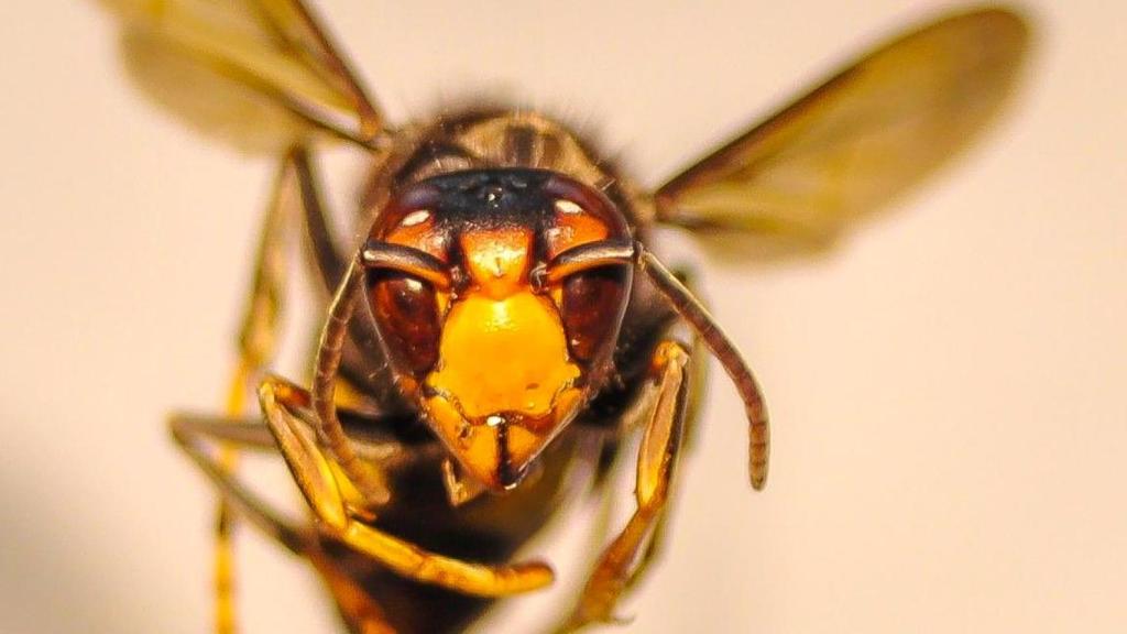 Un avispón depredador.