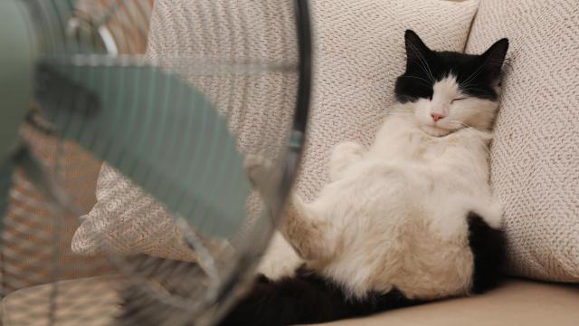 Por su pelaje, los gatos son muy sensibles a las altas temperaturas.