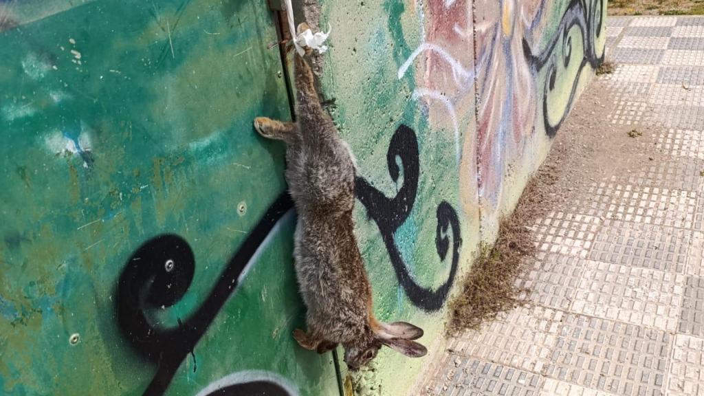 Imagen del conejo muerto a las puertas de la asociación Villamixinos en Villamayor de Gállego