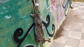 Imagen del conejo muerto a las puertas de la asociación Villamixinos en Villamayor de Gállego