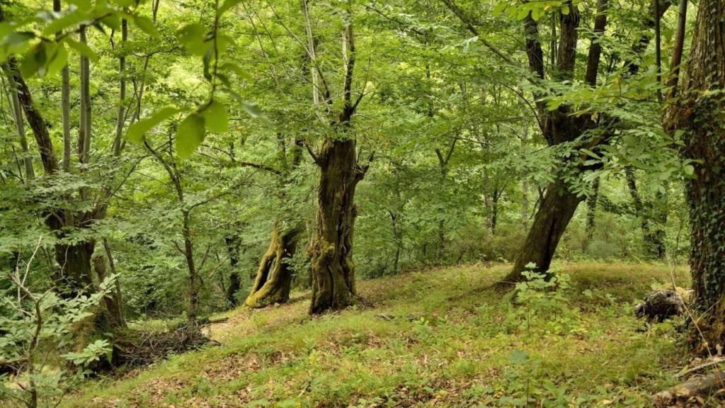 Frondosas en O Courel