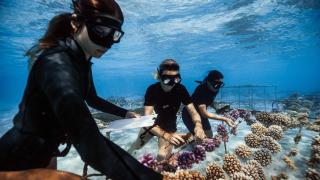 Coral Gardeners, los jardineros del océano.