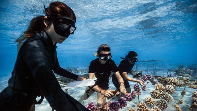 Coral Gardeners, los jardineros del océano.