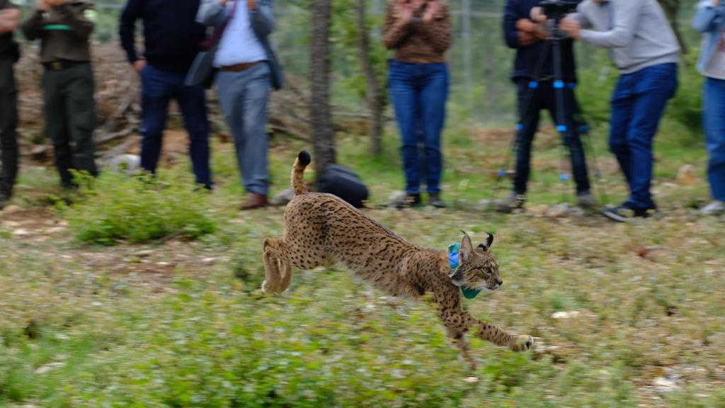 Venadillo tras ser liberado en el Cerrato Palentino.